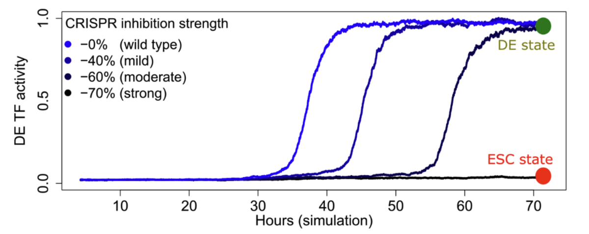 Gene regulatory dynamics in cell-state transitions: Simulating embryonic stem cell (ESC)→definitive endoderm (DE) transition dynamics under CRISPR enhancer perturbation.
